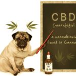 CBD for Dogs