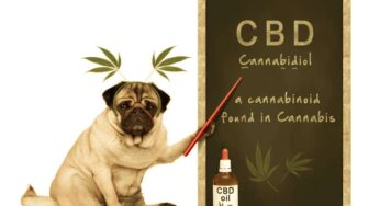 CBD for Dogs: How It Can Help with Anxiety, Pain, and Other Conditions